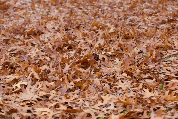 Background of yellow autumn leaves — Stock Photo, Image
