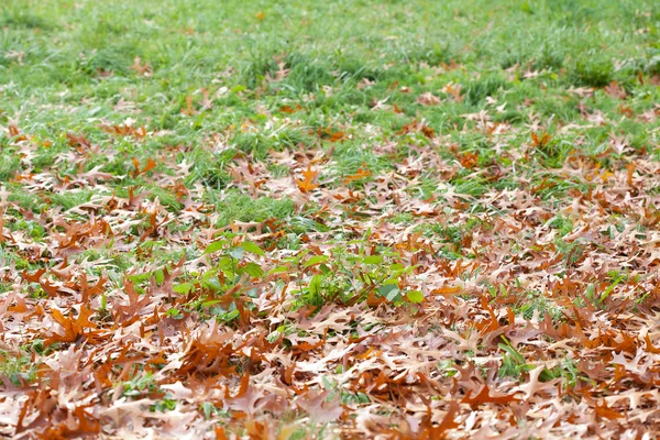Fundo de folhas de outono amarelo — Fotografia de Stock