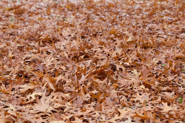 Fondo de hojas amarillas de otoño —  Fotos de Stock