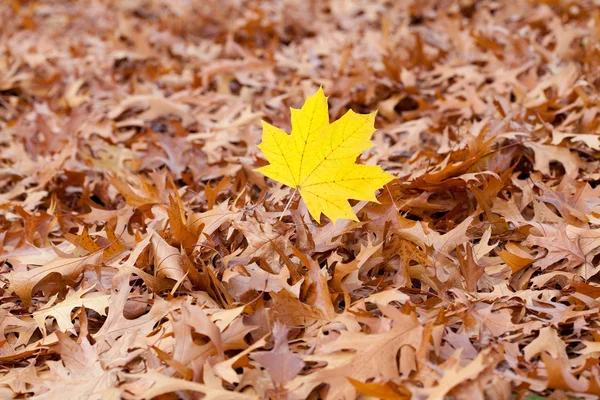 Gele esdoornblad op een achtergrond van de eiken herfst bladeren — Stockfoto