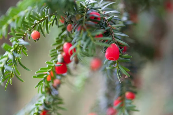 Czerwone jagody na gałęzi świerka — Zdjęcie stockowe