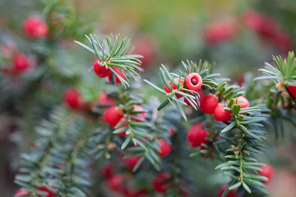 Ladin ağacı dalları üzerinde kırmızı meyveler — Stok fotoğraf
