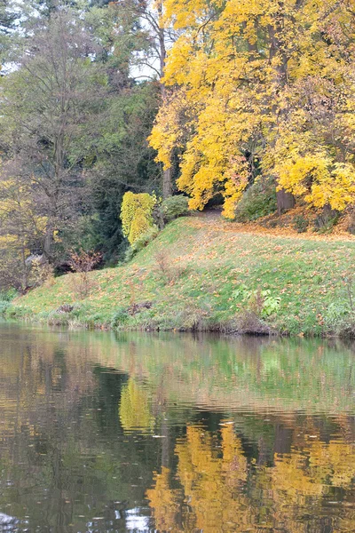 树和树叶在秋天的森林中 — 图库照片