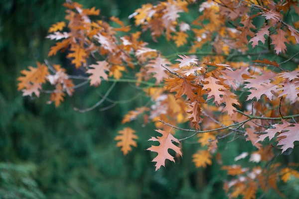 Herbst-Eichenblätter an den Bäumen — Stockfoto