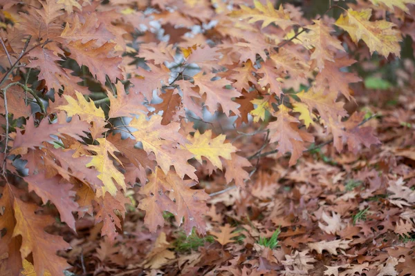 Background of yellow autumn leaves — Stock Photo, Image