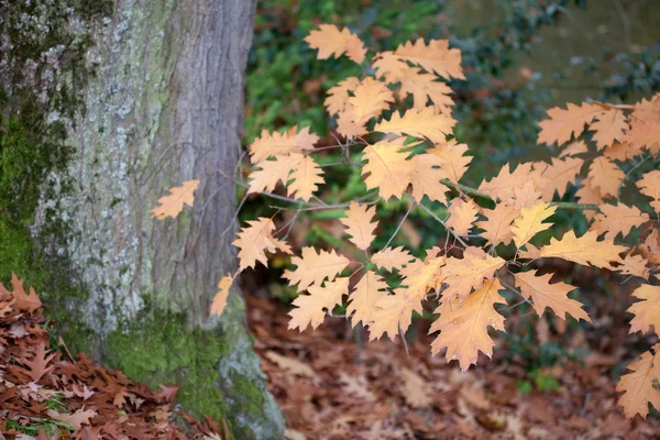 Herbst-Eichenblätter an den Bäumen — Stockfoto