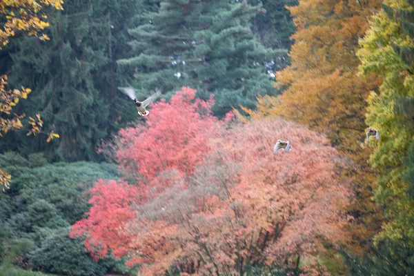 Patos volando en el bosque de otoño — Foto de Stock