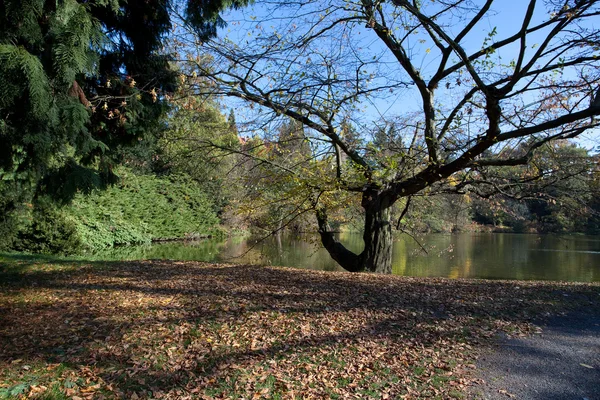 美丽的秋景与多彩的树木和池塘 — 图库照片