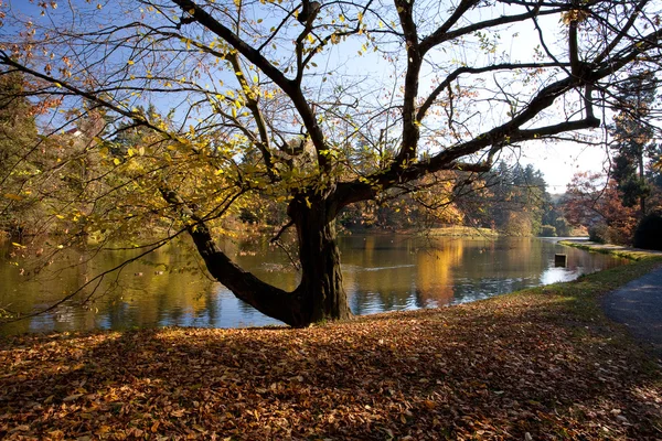 Красивый осенний пейзаж с красочными деревьями и прудом — стоковое фото
