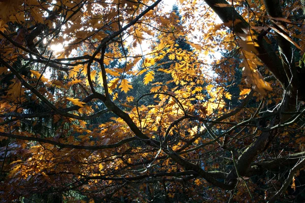 Sol que fluye a través de la copa del árbol —  Fotos de Stock