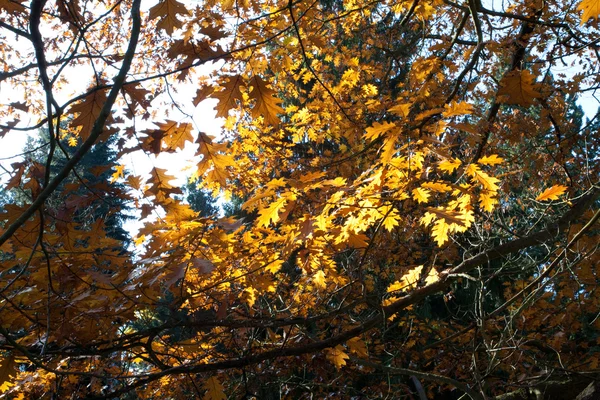 Güneş ağacın taç akış — Stok fotoğraf