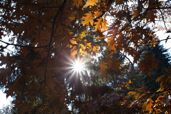 Sol fluindo através da coroa da árvore — Fotografia de Stock
