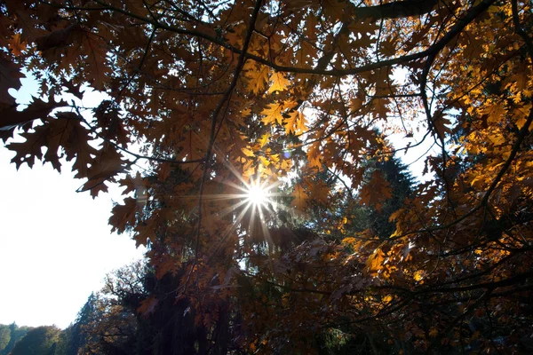 太阳流通过树冠 — 图库照片