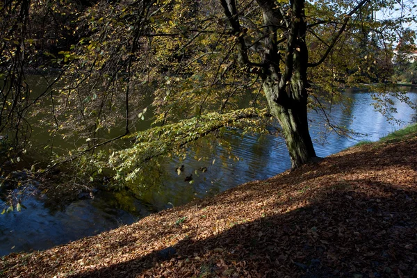 Красивый осенний пейзаж с красочными деревьями и прудом — стоковое фото