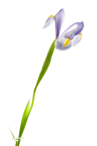 Iris isolated on white — Stock Photo, Image