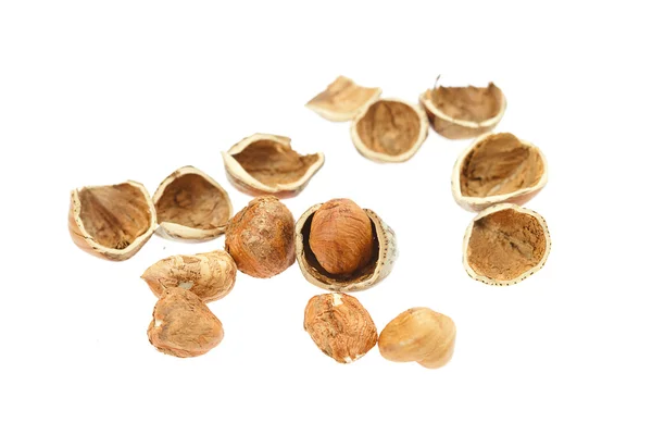 Hasselpähkinät eristetty valkoinen — kuvapankkivalokuva