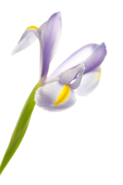 stock image Iris isolated on white