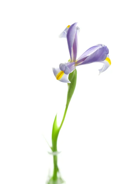 Iris isoliert auf weiß — Stockfoto