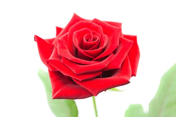 Beautiful red rose isolated on white — Stock Photo, Image