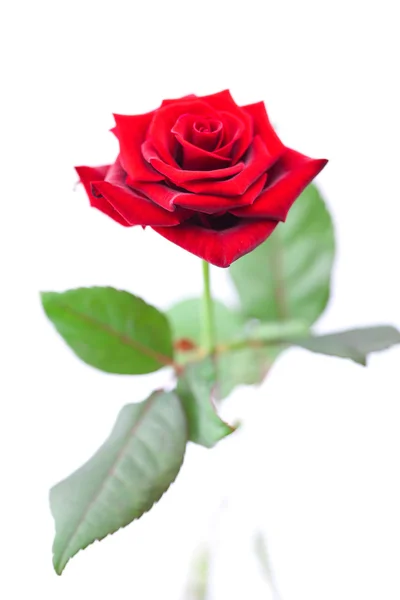 Bela rosa vermelha isolada no branco — Fotografia de Stock