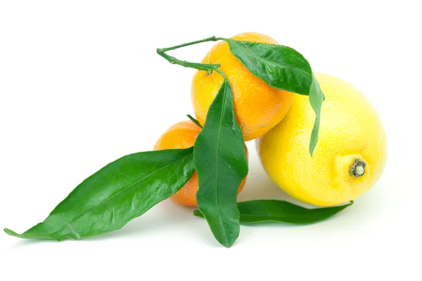 Limão e tangerina com folha verde isolada em branco — Fotografia de Stock
