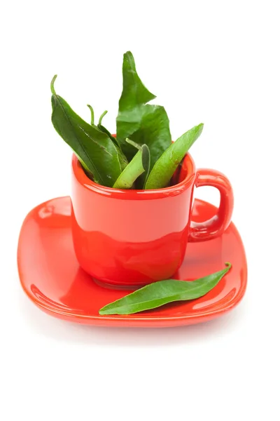 Green leaf in the cup is isolated on a white — Stock Photo, Image