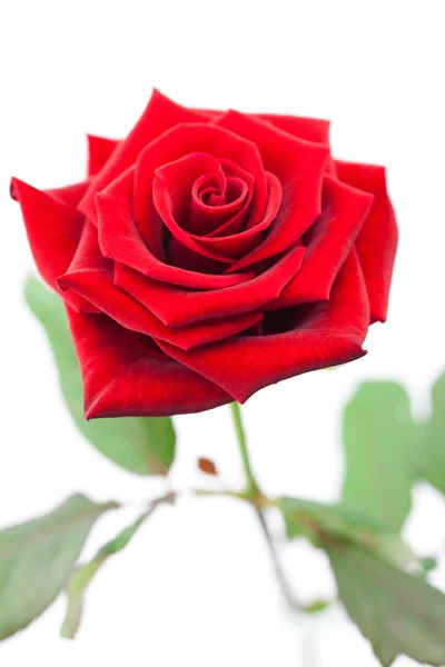 Schöne rote Rose isoliert auf weiß Stockbild