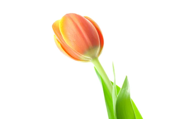 Tulipani multicolori isolati su bianco — Foto Stock