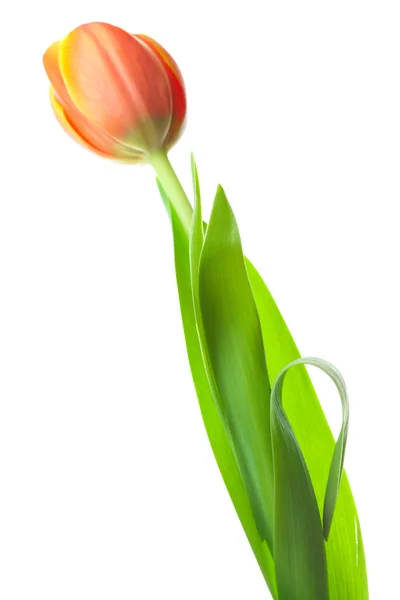Tarka tulipán elszigetelt fehér — Stock Fotó