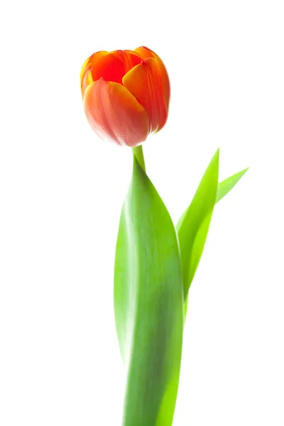 Tulipanes multicolores aislados en blanco —  Fotos de Stock