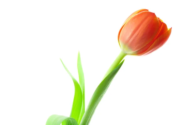 Multicolored tulips isolated on white — Stock Photo, Image
