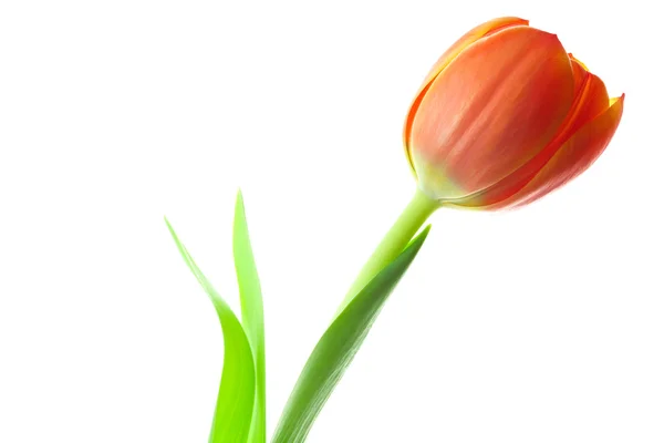 Tarka tulipán elszigetelt fehér — Stock Fotó