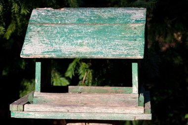 sonbahar ormandaki eski büyük kuş yuvası ayakta