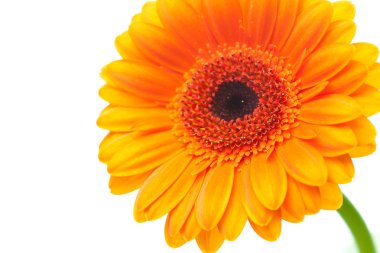 An orange gerbera flower isolated on white