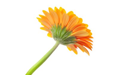 An orange gerbera flower isolated on white