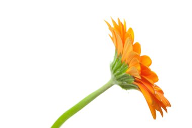 An orange gerbera flower isolated on white