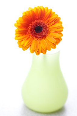 Gerbera flower in vase isolated on white