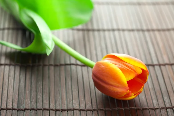 Tulipán multicolor acostado en una alfombra de bambú — Foto de Stock