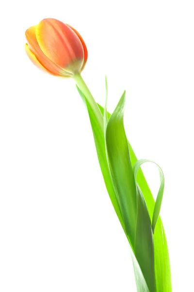 Multicolored tulips isolated on white — Stock Photo, Image