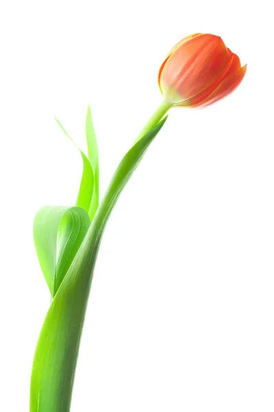 Tulipany wielobarwny na białym tle — Zdjęcie stockowe