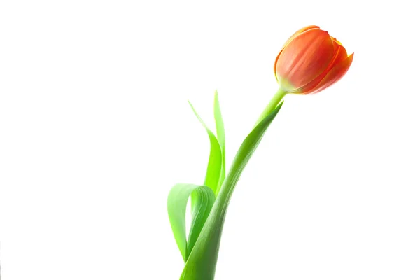 Tulipany wielobarwny na białym tle — Zdjęcie stockowe