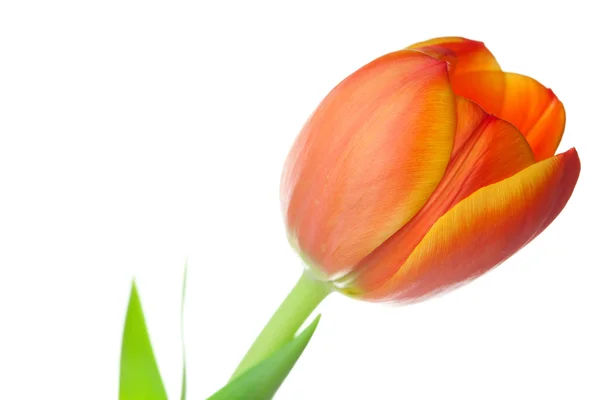 Tulipes multicolores isolées sur blanc — Photo