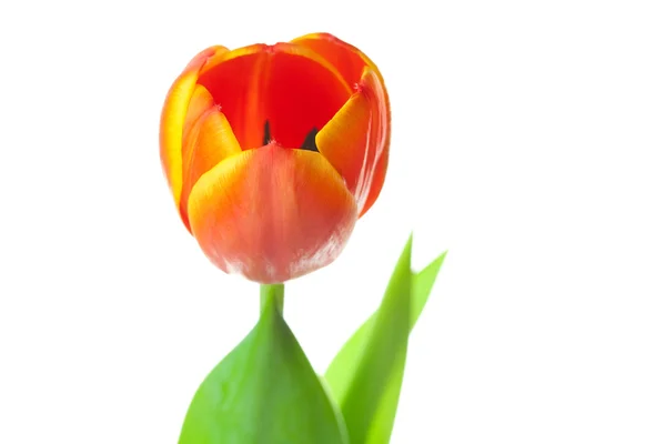 Tulipanes multicolores aislados en blanco —  Fotos de Stock