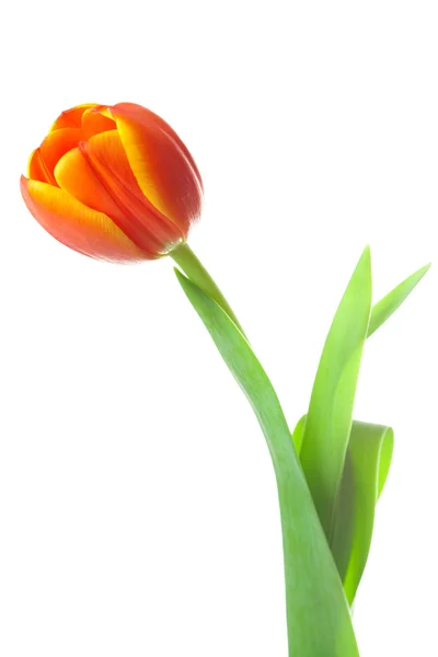 Різнокольорові тюльпани ізольовані на білому — стокове фото