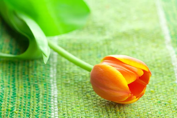Різнокольоровий тюльпан лежить на тканині — стокове фото