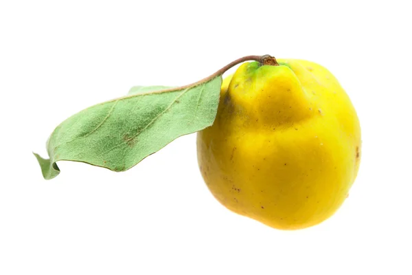 Κίτρινο κυδώνια με πράσινο φύλλο που απομονώνονται σε λευκό — Φωτογραφία Αρχείου