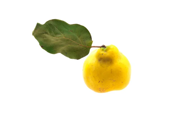 Gul kvittenfrukter med grönt blad isolerad på vit — Stockfoto