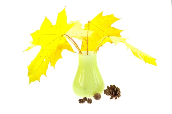 Folhas de bordo amarelas em um vaso e cones isolados em branco — Fotografia de Stock