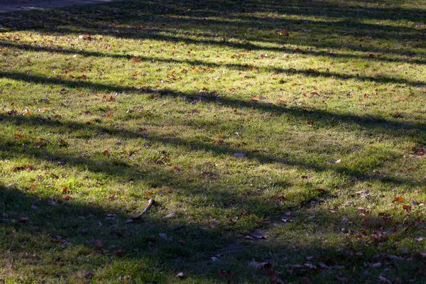 Háttérben az őszi levelek hazugság a zöld fű — Stock Fotó