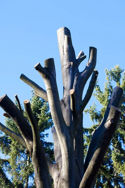 Bäume vor dem Hintergrund des herbstlichen blauen Himmels abgehackt — Stockfoto